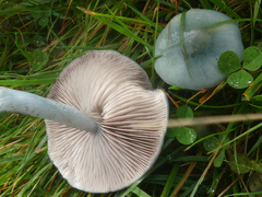 Stropharia pseudocyanea