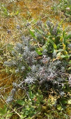 Helichrysum arenarium