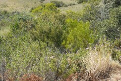Pelargonium panduriforme