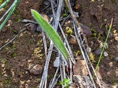 Caladenia