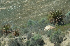 Aloe ferox