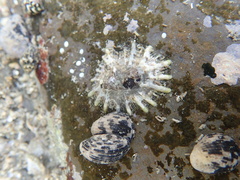 Siphonaria laciniosa