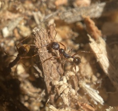 Aphaenogaster fulva