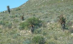 Aloe ferox