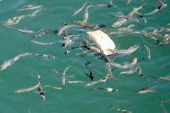 Atheriniformes