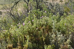 Pelargonium panduriforme
