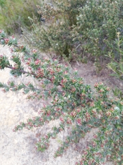 Cliffortia ruscifolia