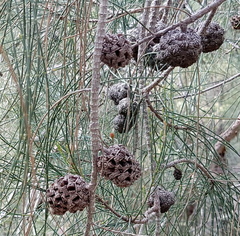 Allocasuarina fraseriana