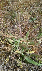 Anthoxanthum odoratum