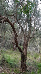 Allocasuarina fraseriana