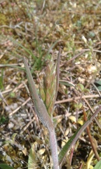 Anthoxanthum odoratum