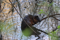 Hydromys chrysogaster