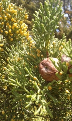 Cupressus