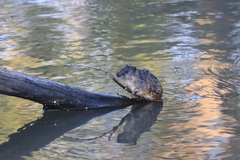 Hydromys chrysogaster