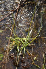 Eriocaulon chinorossicum