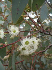 Eucalyptus drummondii