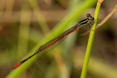 Argiocnemis rubescens