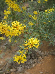 Lambertia ilicifolia