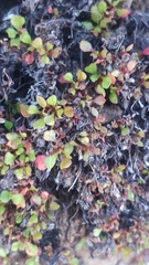 Rumex bucephalophorus canariensis