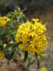 Lambertia ilicifolia