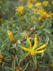 Lambertia ilicifolia