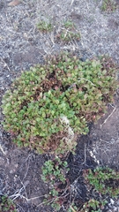 Rumex bucephalophorus canariensis
