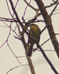 Phylloscartes ventralis