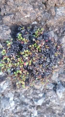 Rumex bucephalophorus canariensis