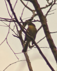 Phylloscartes ventralis