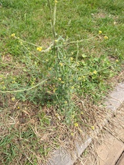 Sisymbrium officinale