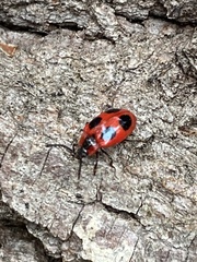Endomychus coccineus