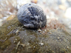 Nerita albicilla