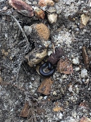 Diplopoda