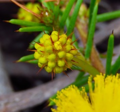Acacia echinula