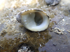 Nerita albicilla