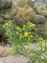 Lycomorpha pholus