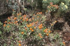 Gastrolobium calycinum