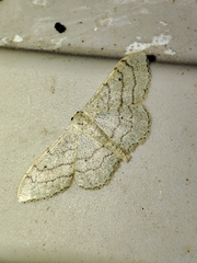 Idaea aversata