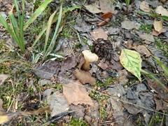 Cantharellus cibarius