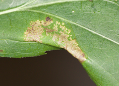 Leucospilapteryx venustella