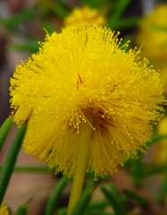 Acacia echinula