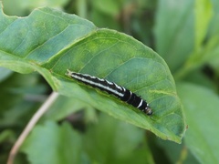 Helcystogramma triannulella