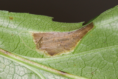 Leucospilapteryx venustella