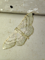 Idaea aversata