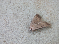Caradrina