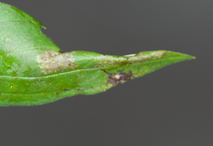 Leucospilapteryx venustella