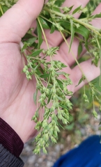 Axyris amaranthoides