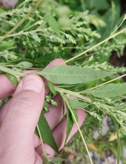 Axyris amaranthoides