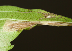 Leucospilapteryx venustella