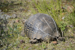 Stigmochelys pardalis